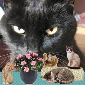 Meet your Posher, Meredith